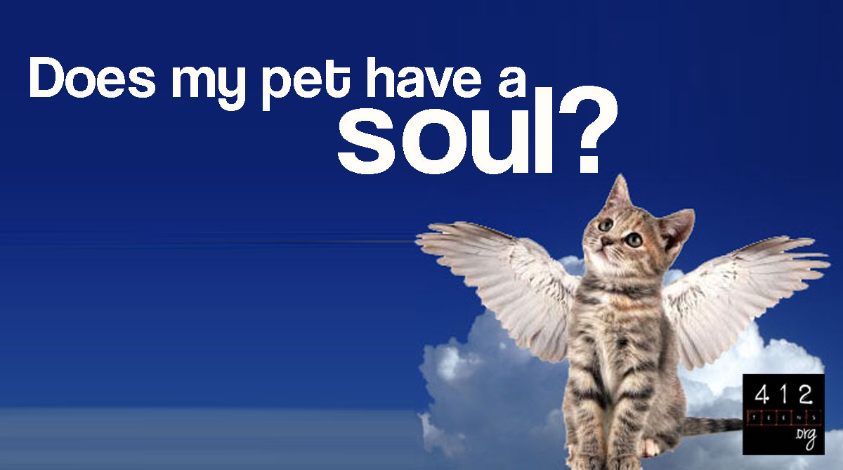 do dogs and cats go to heaven